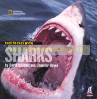 Face to face with Sharks